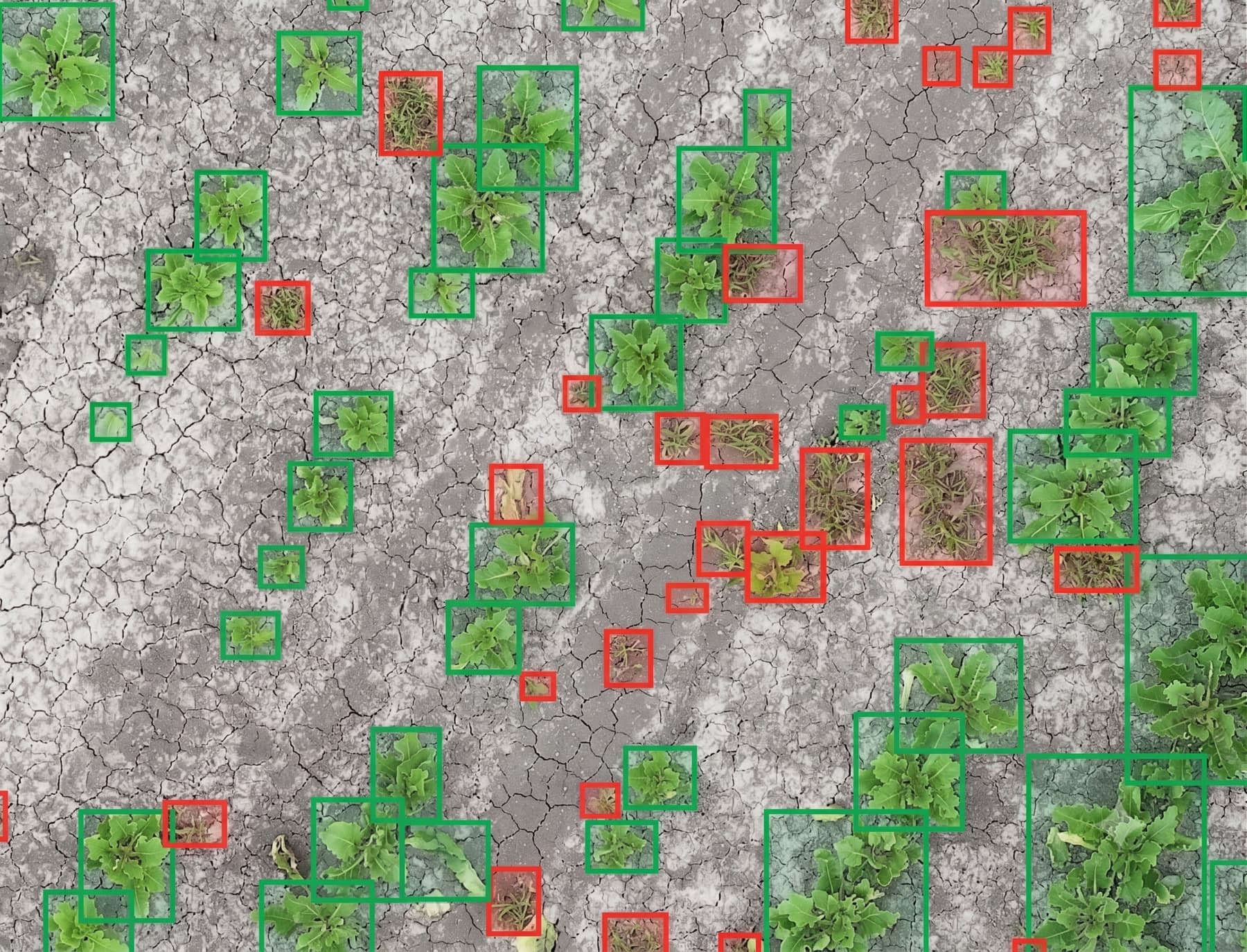 Onkruiddetectie op een bietenperceel — gewas (groen) en onkruid (rood) automatisch herkend door Skywold
